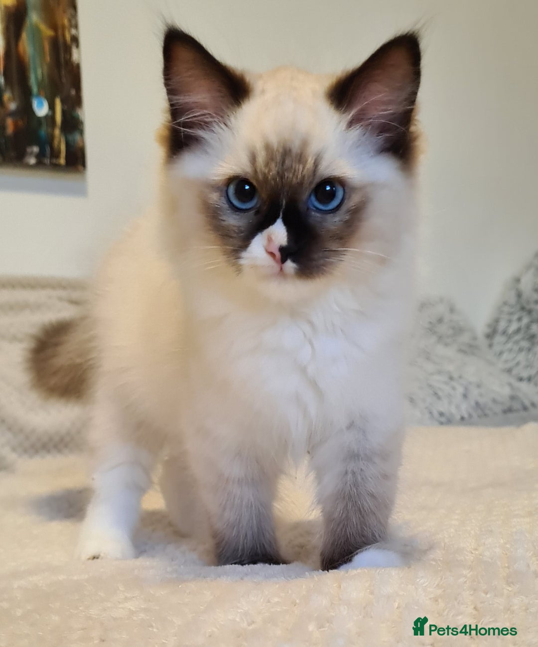 Ragdoll cats for sale: 5 Purebred Ragdolls – Loving Homes Needed - Image 12