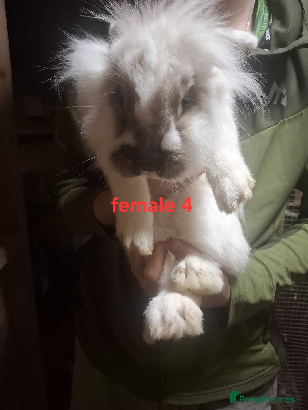 Mixed Breed rabbits for sale: 10 mixed breed rabbits  - Advert 10