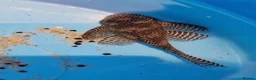 Plecos fish for sale: Queen Arabesque adult female plecos - Advert 2