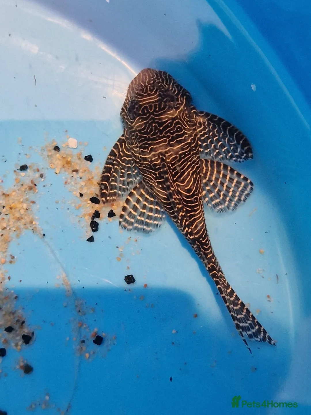 Plecos fish for sale: Queen Arabesque adult female plecos - Advert 2