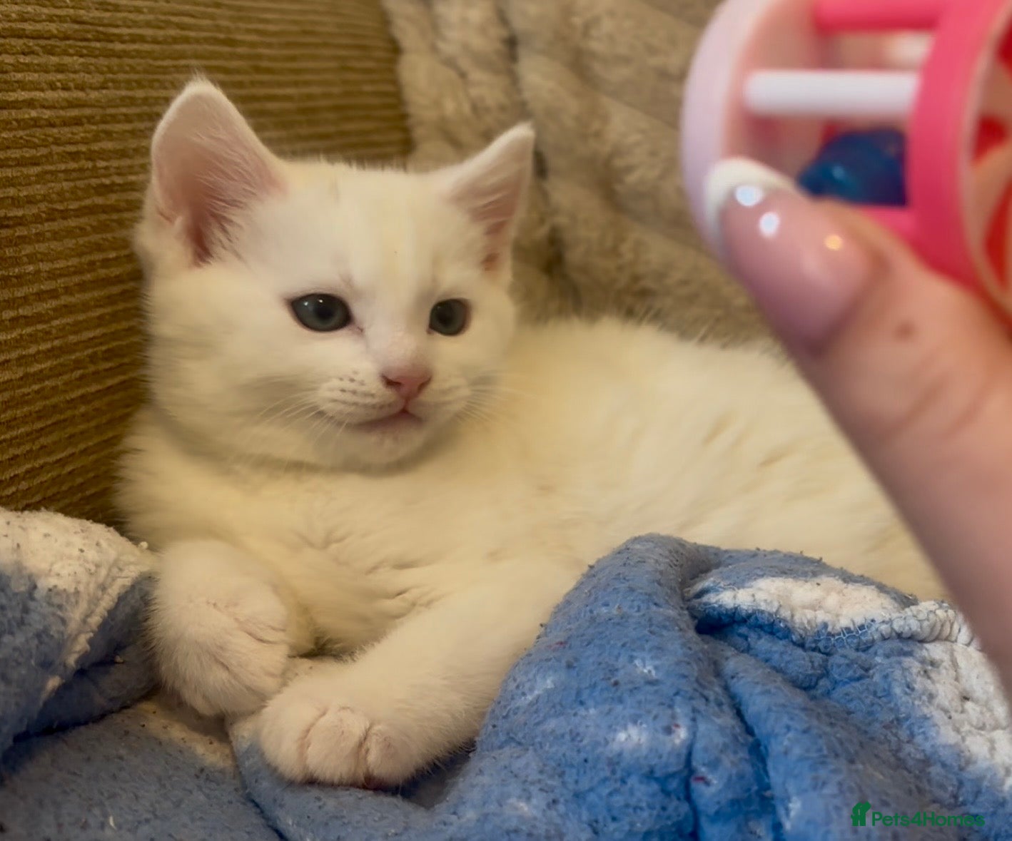 Turkish Angora cats ONE WHITE BOY LEFT💙 READY NOW - Advert 1