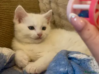 Turkish Angora cats ONE WHITE BOY LEFT💙 READY NOW - Advert 8