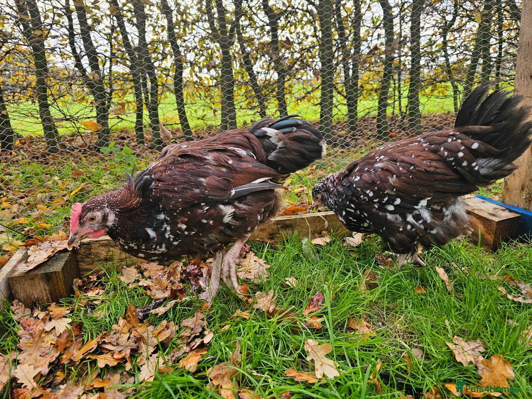 Chickens poultry for sale: Pure breed speckled Sussex pair - Image 4