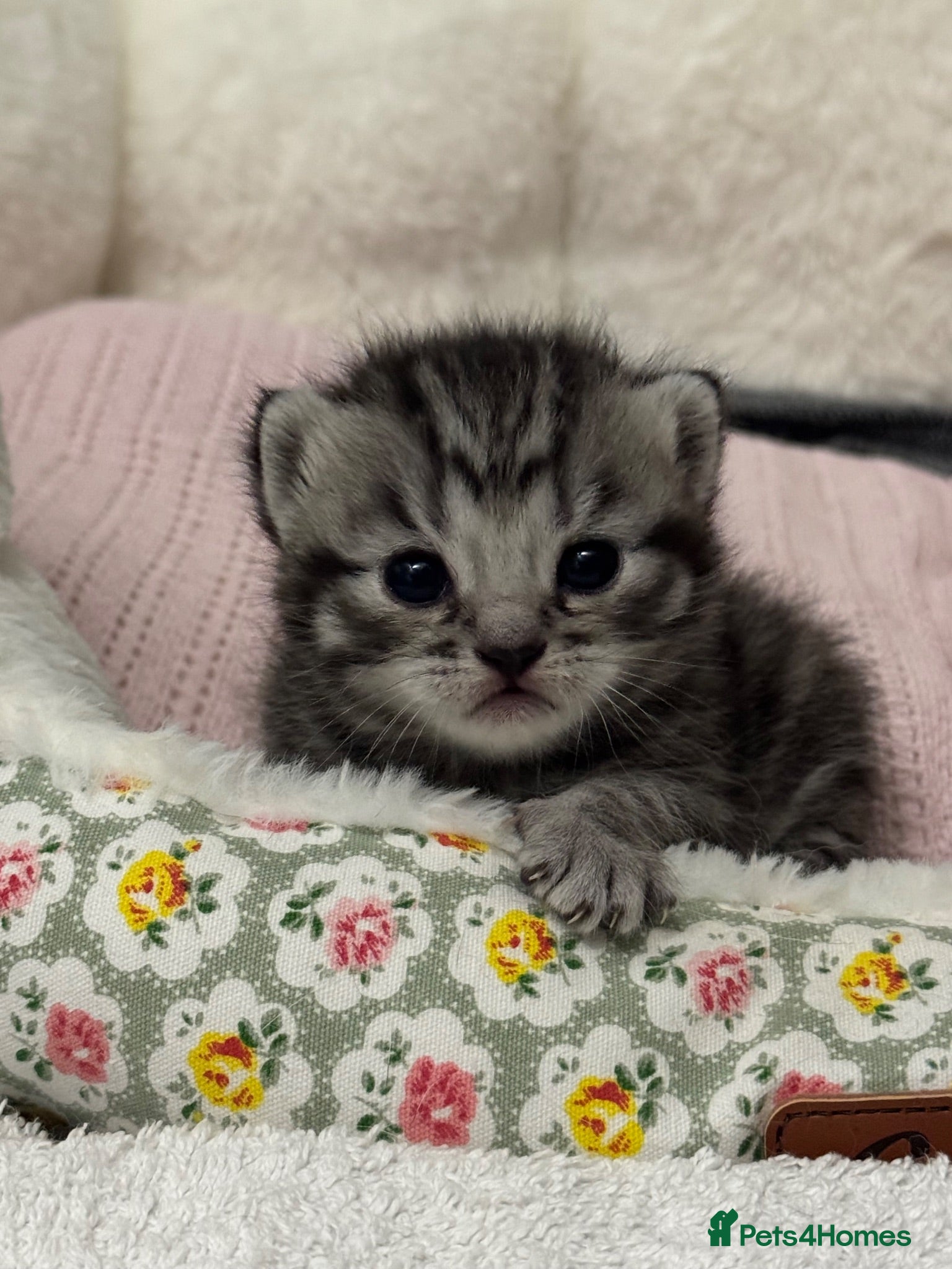 British Shorthair cats British Shorthair KittenSmoke Tabby  3 Girls 1 Boy - Advert 6