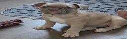 Frug dogs for sale:  Stunning Frug puppies  - Advert 14