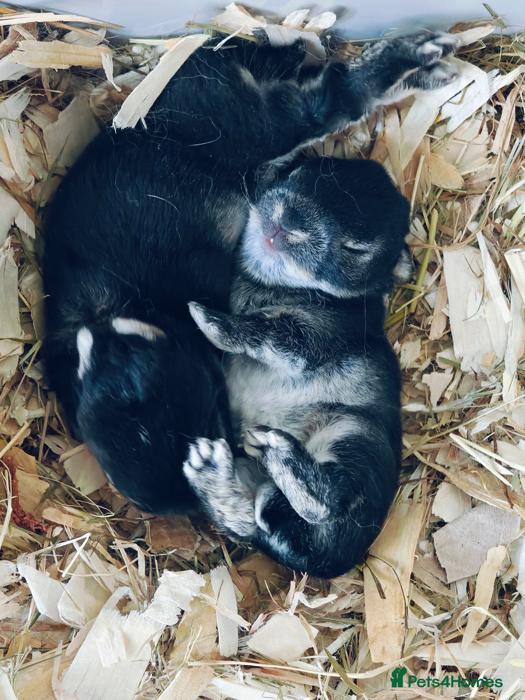 Rex rabbits for sale: Mini Rex Buck - Image 6