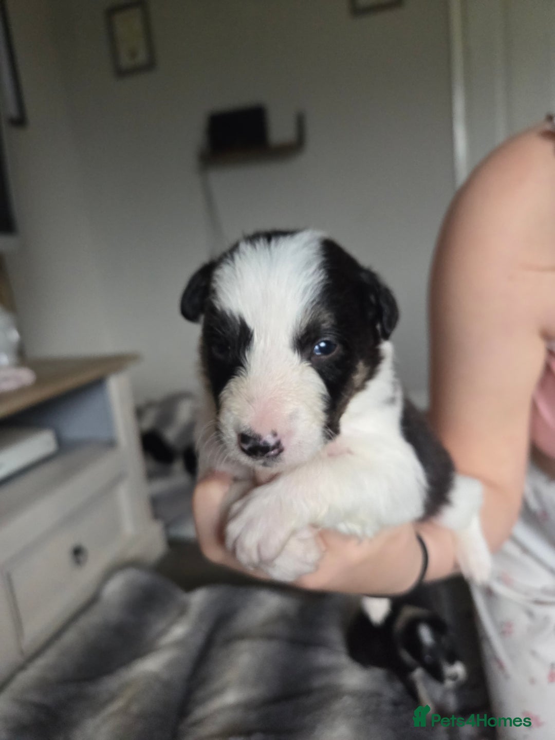 Border Collie dogs for sale: Border collie pups  - Image 2