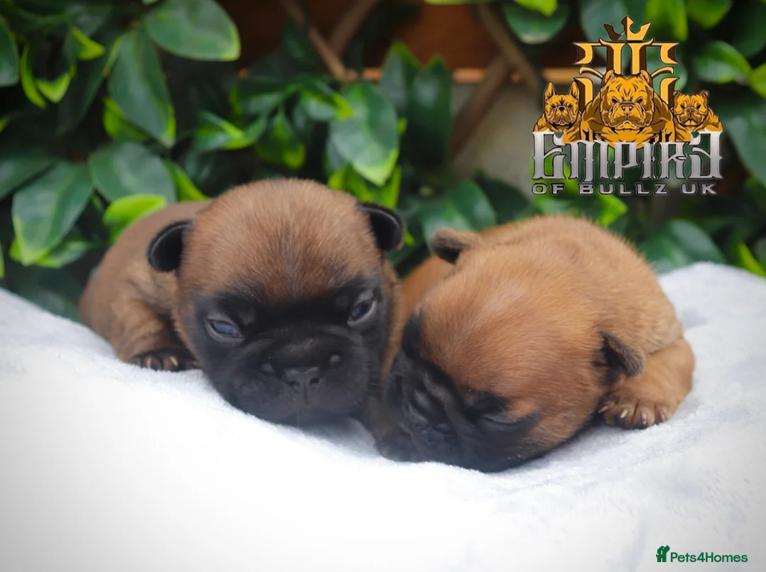 French Bulldog dogs for stud: 💥3x Ch Rocky of Empire OB UK💥FBCE Silver Tested in Doncaster - Advert 21