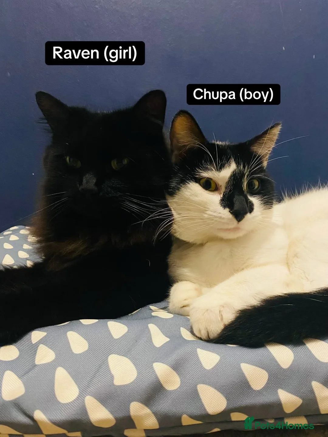 Mixed Breed cats for sale: Re-homing our cats READ DESCRIPTION  - Advert 1