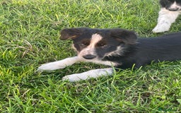 Border Collie dogs for sale: 4 Border collie puppies  - Advert 1