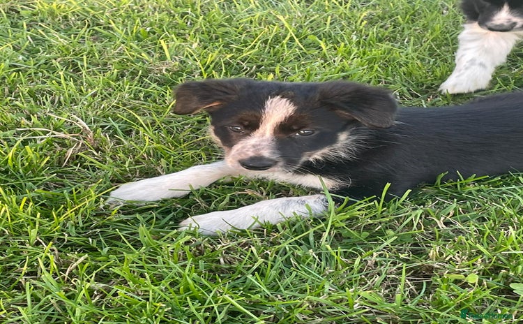 Border Collie dogs 4 Border collie puppies  - Advert 1