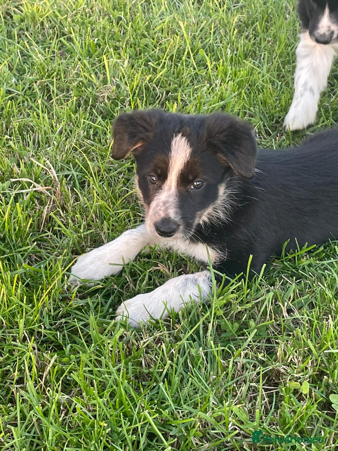 Border Collie dogs for sale: 4 Border collie puppies  - Advert 1