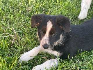 Border Collie dogs for sale: 4 Border collie puppies - Advert 1