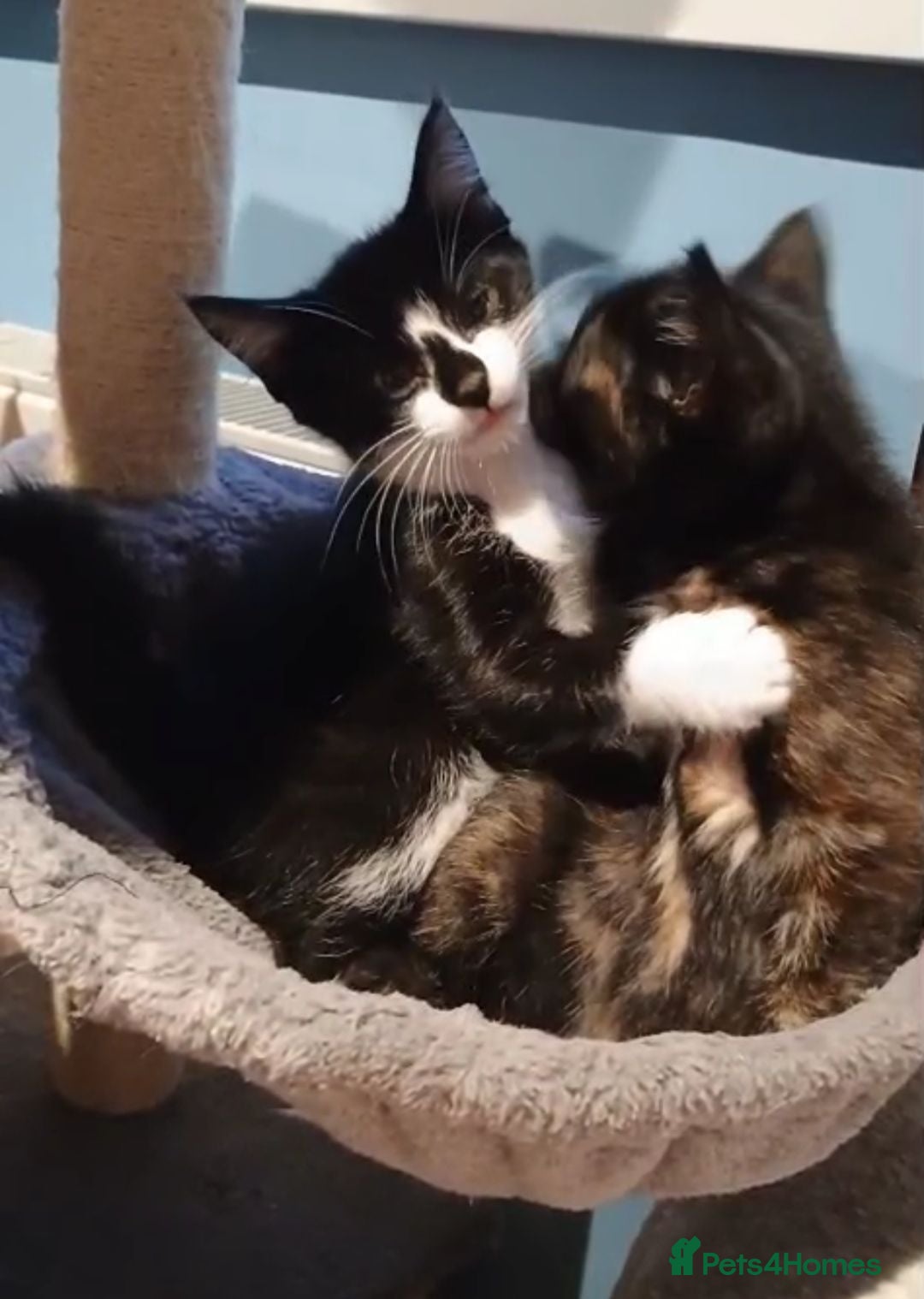 Mixed Breed cats Kittens for sale, Jarrow - Advert 2