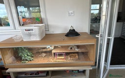 Bearded Dragon reptiles for sale: Rankins dragon and set up  in Mansfield - Image 3