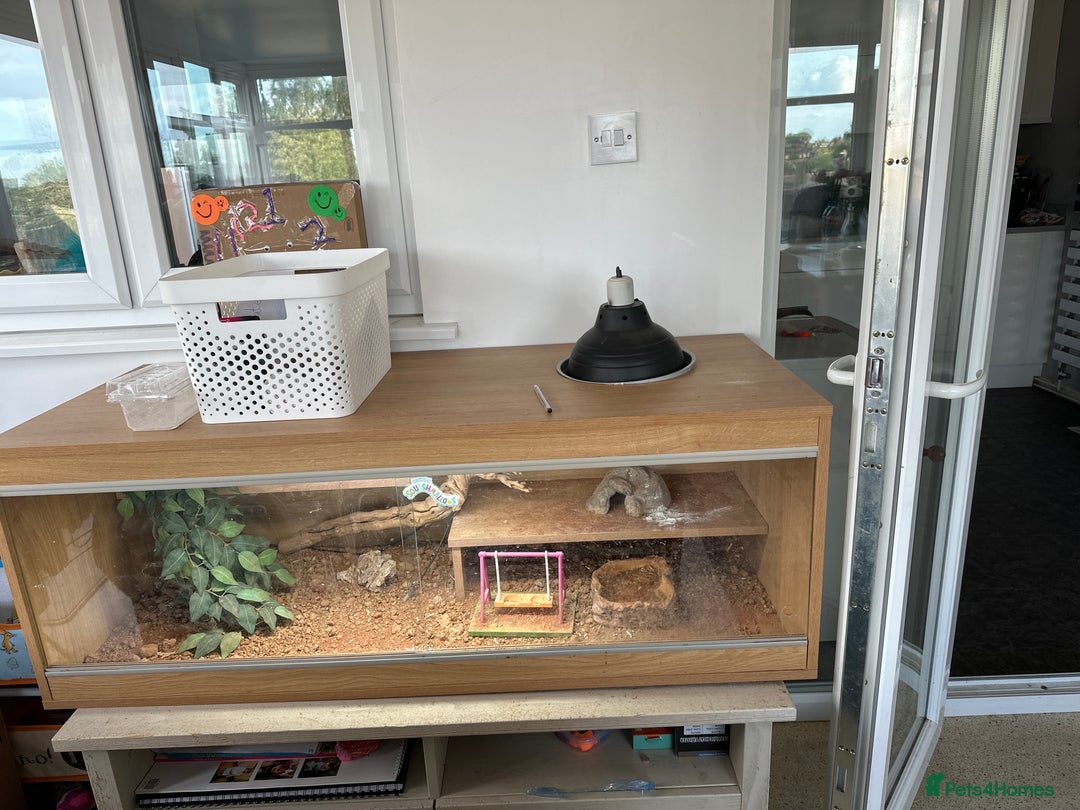 Bearded Dragon reptiles for sale: Rankins dragon and set up  in Mansfield - Image 3