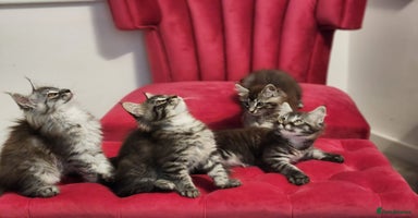 Maine Coon cats - Advert 5