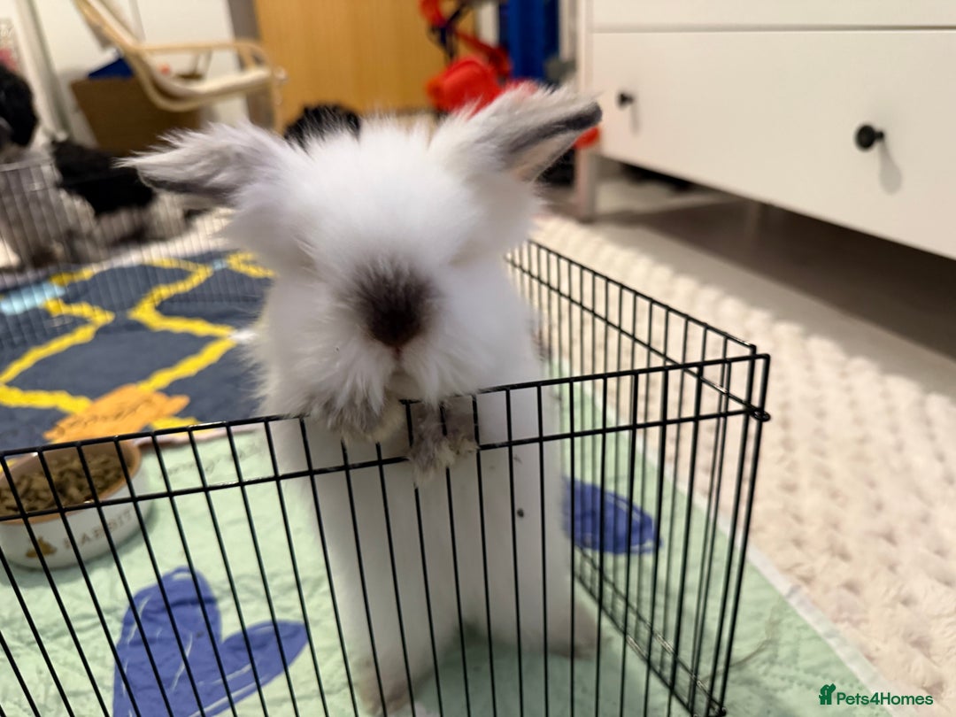 Lionhead rabbits for sale: Lionhead  - Advert 2