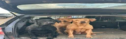 Labrador Retriever dogs for sale: International FTCH sired working Labrador pups  in Liverpool - Advert 8
