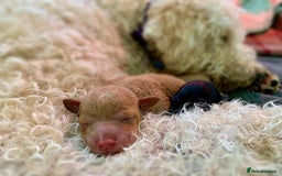 Labradoodle dogs for sale: Labradoodle puppies  - Image 2