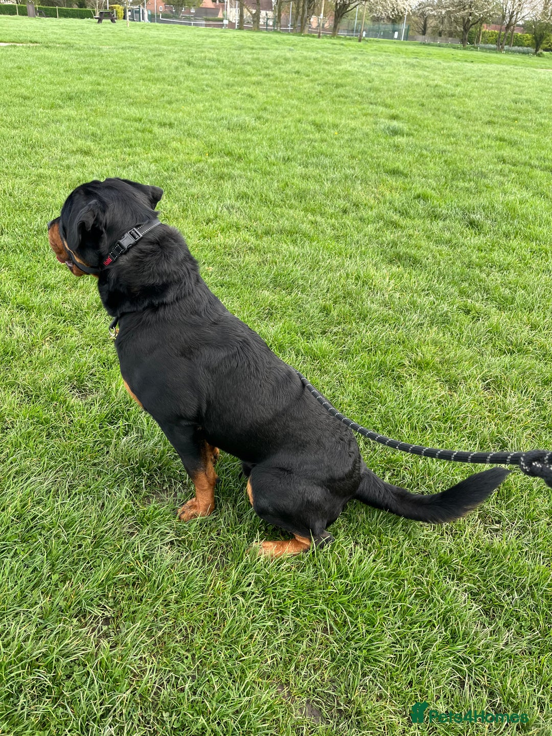 Rottweiler dogs for sale: Cuddly, Super Friendly Rottie for Sale - Image 8