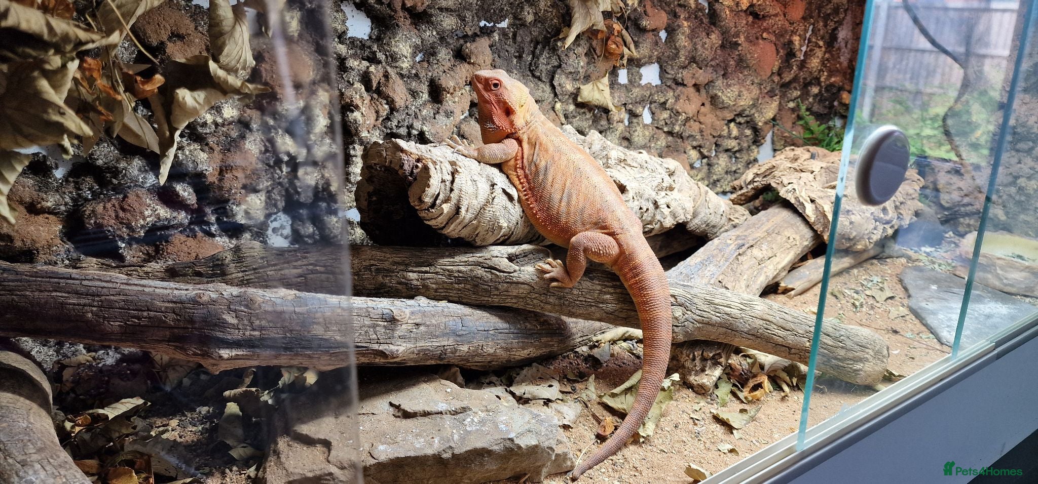 Bearded Dragon reptiles Bearded Dragon  - Advert 1