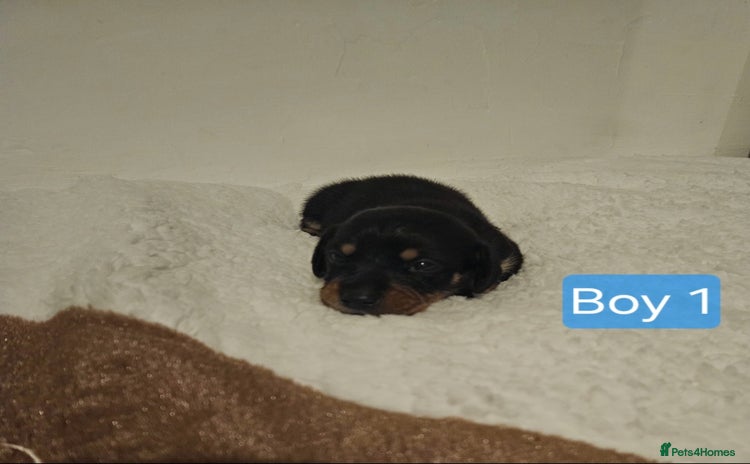 Mixed Breed dogs - Advert 3