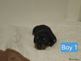 Mixed Breed dogs - Advert 2