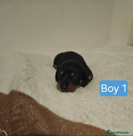 Mixed Breed dogs - Advert 3