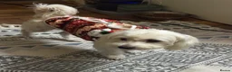 Bichon Frise dogs for sale: Male Bichon Frise puppy for sale - Advert 2