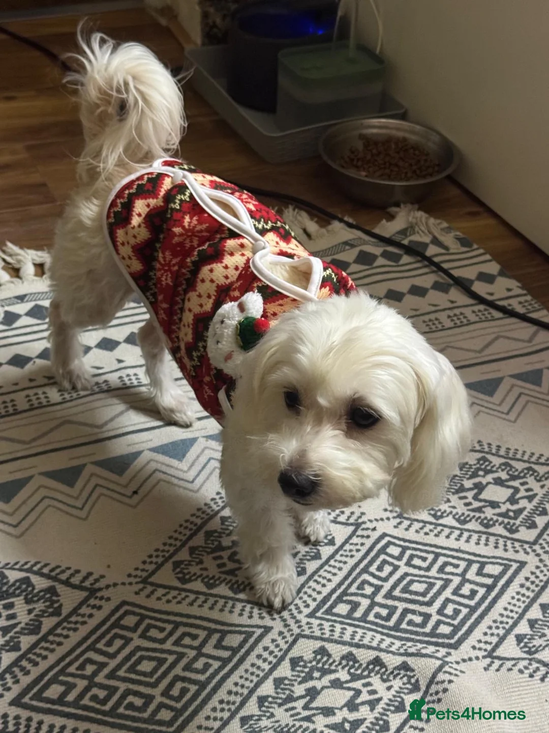Bichon Frise dogs for sale: Male Bichon Frise puppy for sale - Advert 2
