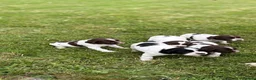 English Springer Spaniel dogs for sale: KC Registered Springer Spaniel Puppies - Advert 5
