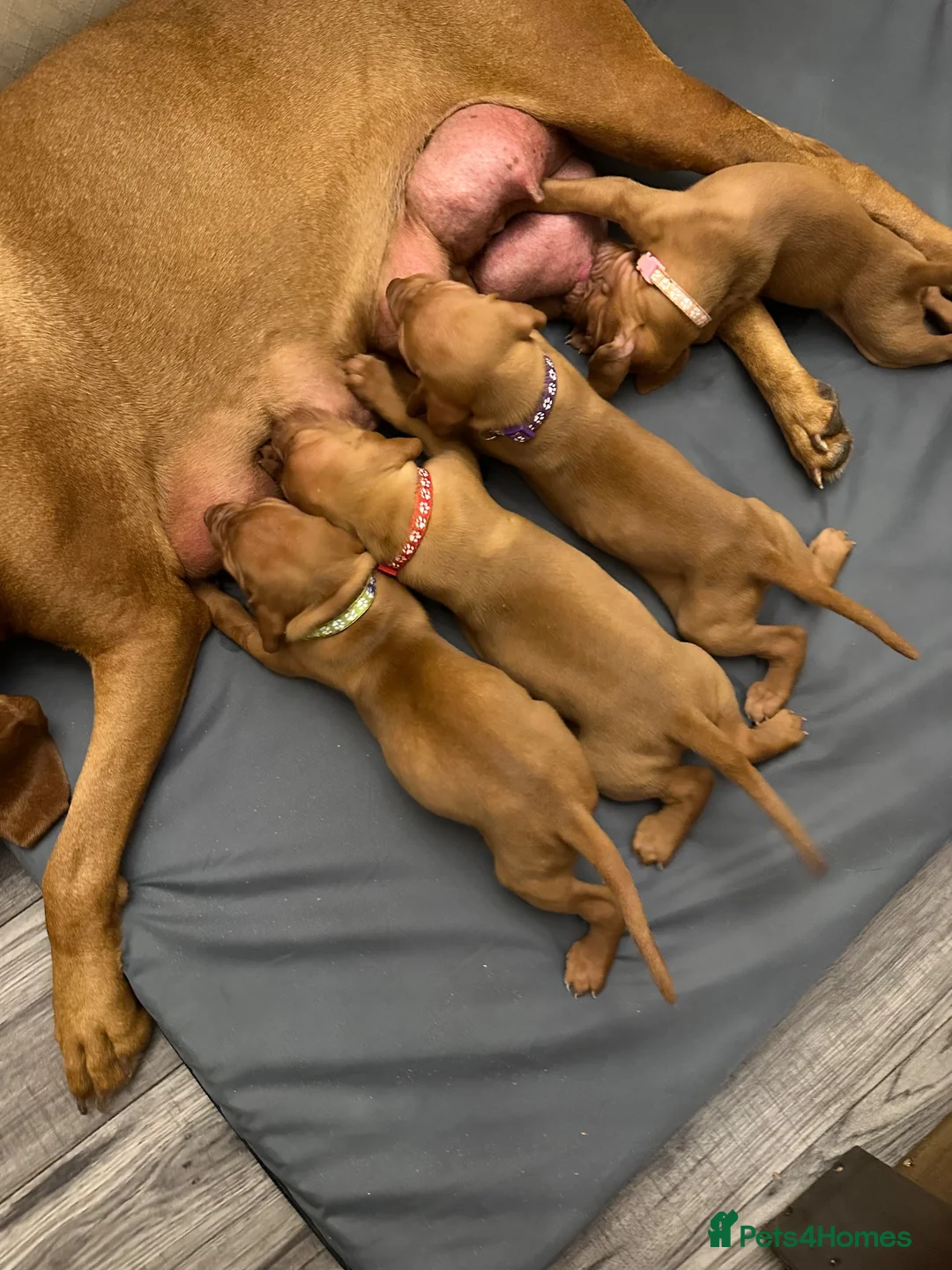 Hungarian Vizsla dogs for sale: Beautiful Smooth haired Hungarian Vizslas  - Advert 18