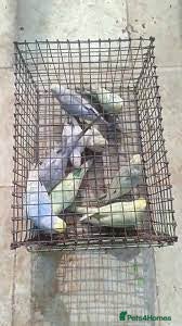 Parrots birds Budgies and cage - Advert 5