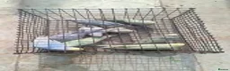 Parrots birds for sale: Budgies and cage in London - Advert 1