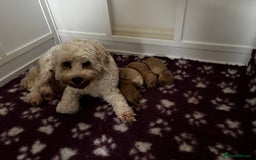 Cavapoo dogs for sale: Beautiful F1B Cavapoo puppies - Advert 1