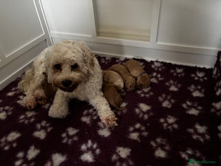 Cavapoo dogs Beautiful F1B Cavapoo puppies - Advert 1