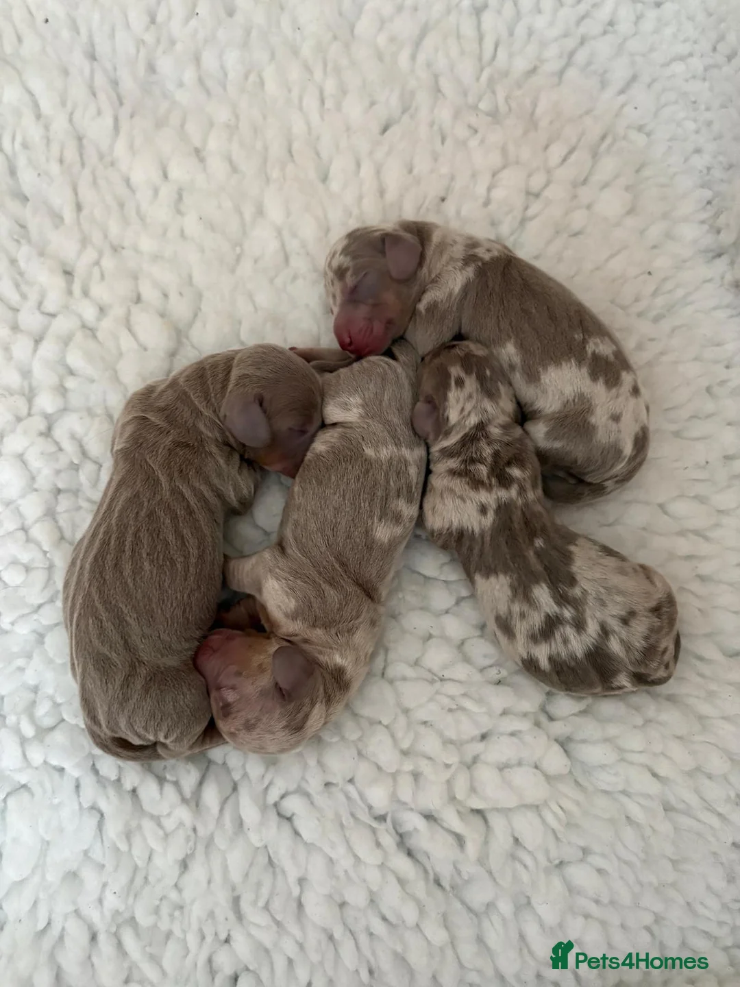 Miniature Dachshund dogs for stud: Minature dashound isabella and tan for stud in Alfreton - Advert 10