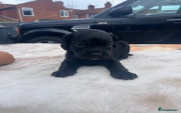 Cocker Spaniel dogs for sale: cocker spaniel puppies - Image 15