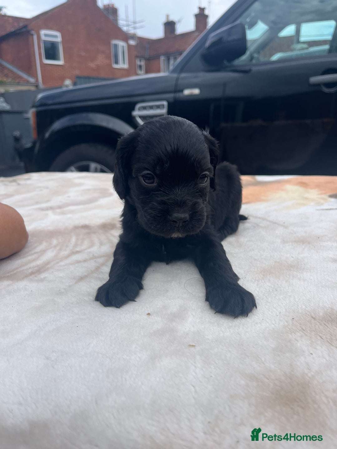 Cocker Spaniel dogs for sale: cocker spaniel puppies - Image 15