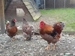 Chickens poultry Blue laced wynaddote bantam hatching eggs - Advert 18