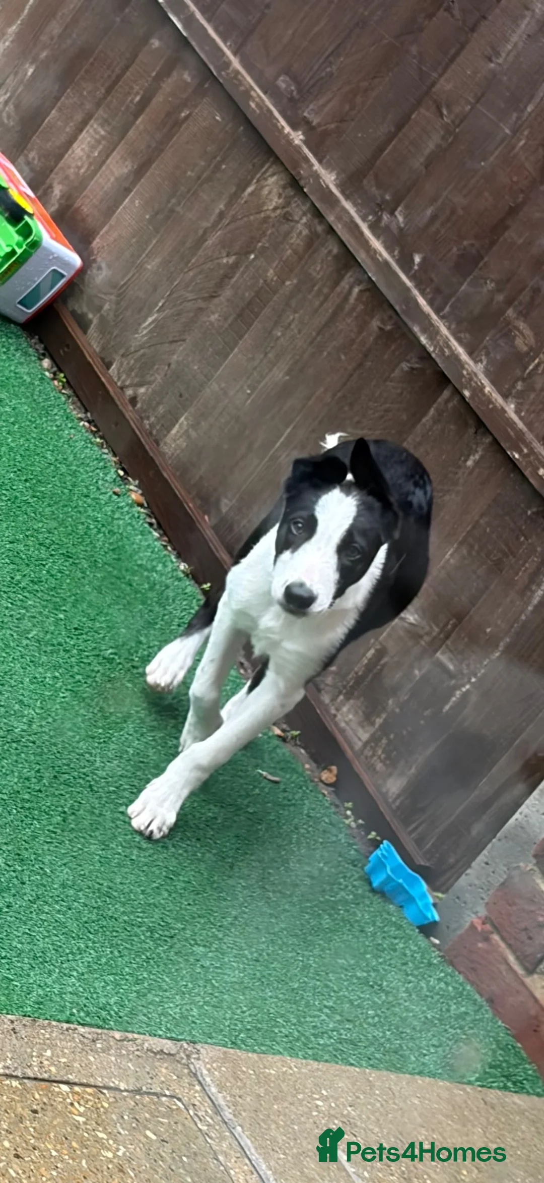 Bearded Collie dogs for sale: Male collie pup - Advert 1