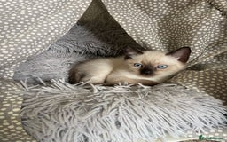 Ragdoll cats for sale: Ragdoll kittens  - Image 4