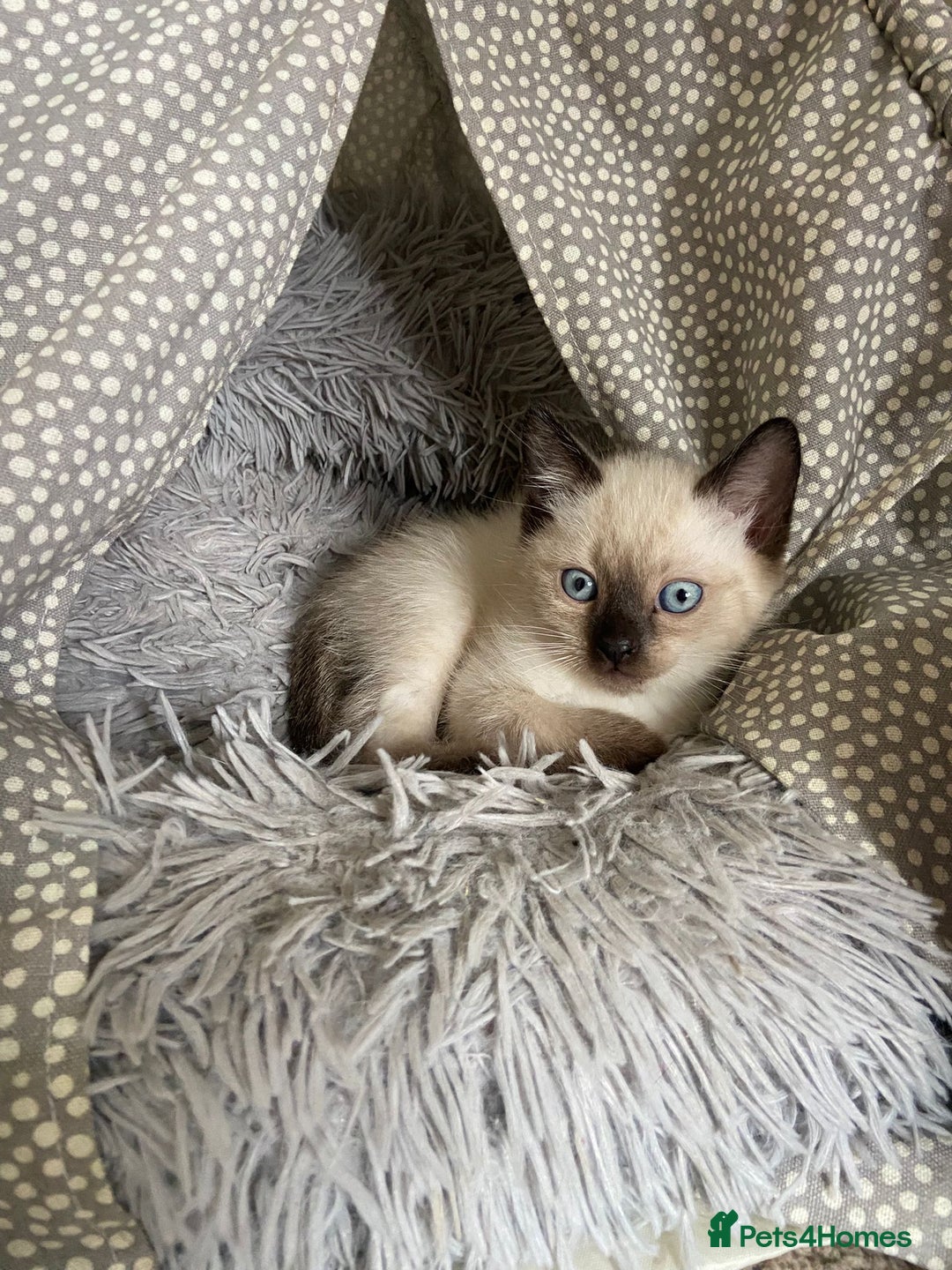 Ragdoll cats for sale: Ragdoll kittens  - Image 4