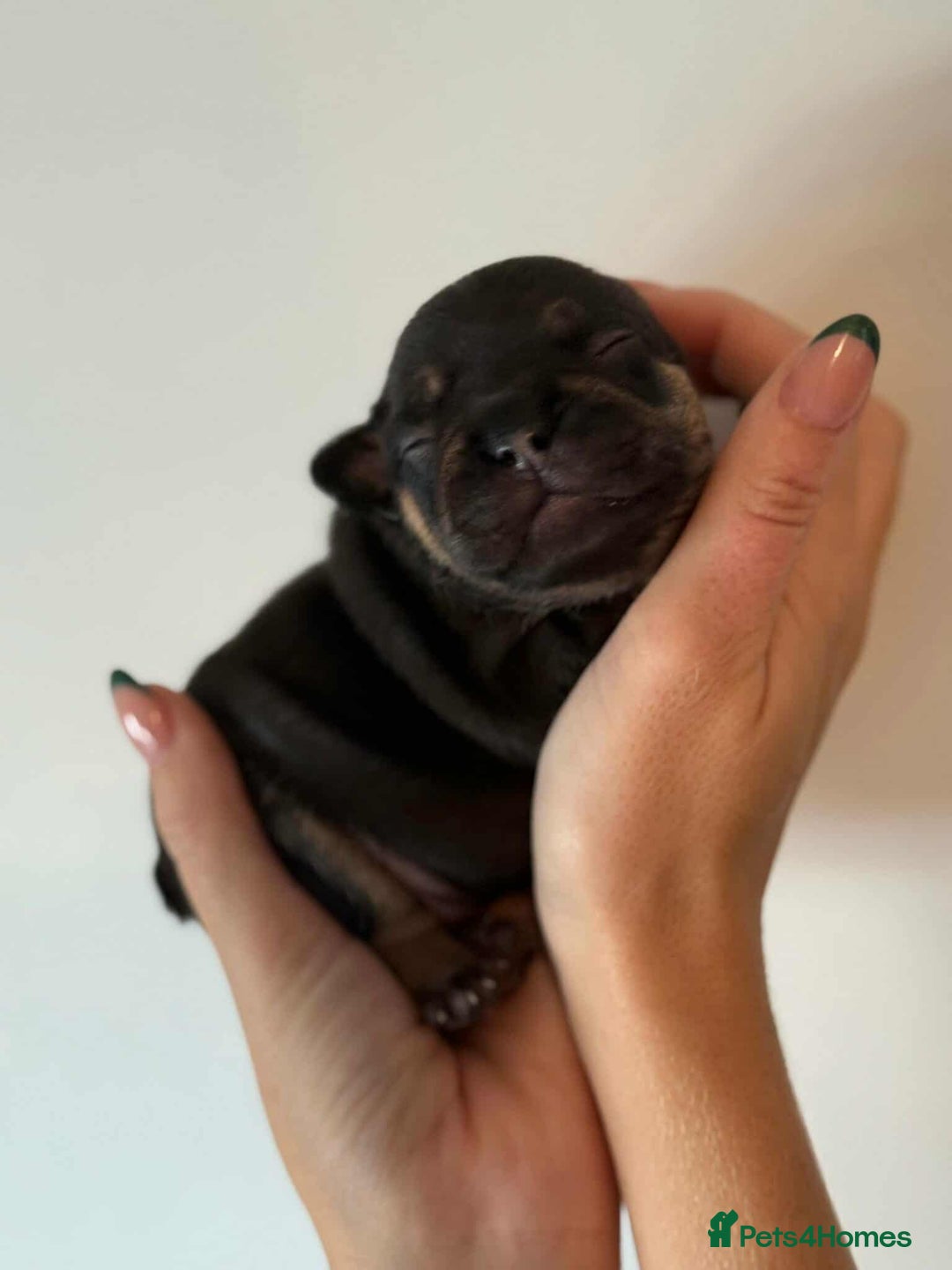 French Bulldog dogs for sale: French Bulldog Puppies - Image 13