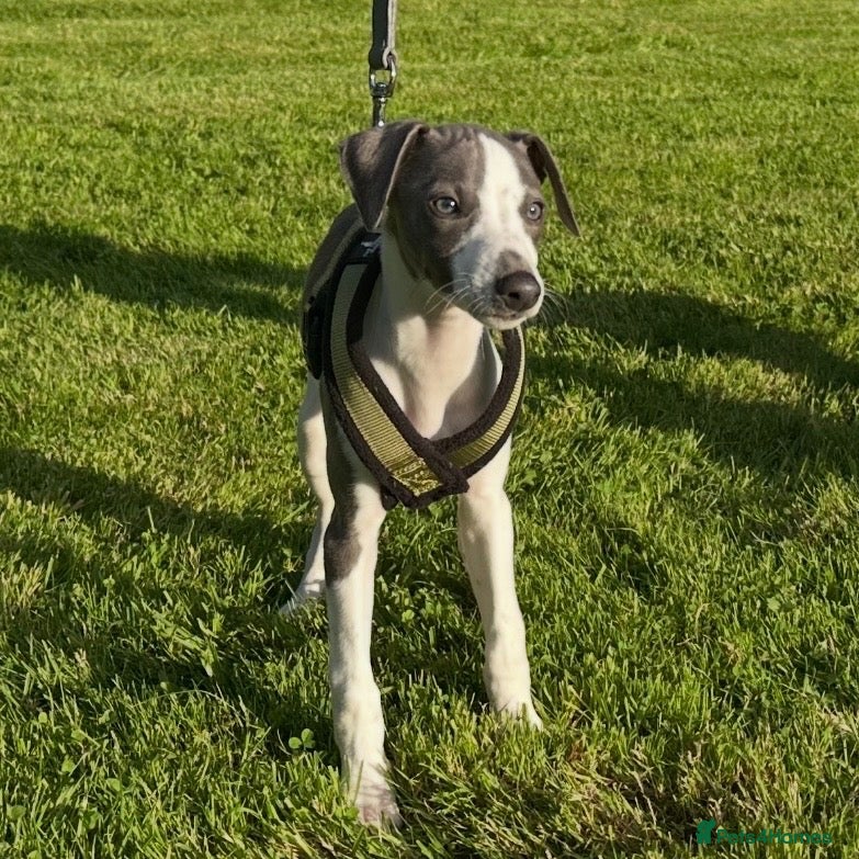 Whippet dogs 1 LITTLE WHIPPET BOY REMAINING🐶❤️ - Advert 1