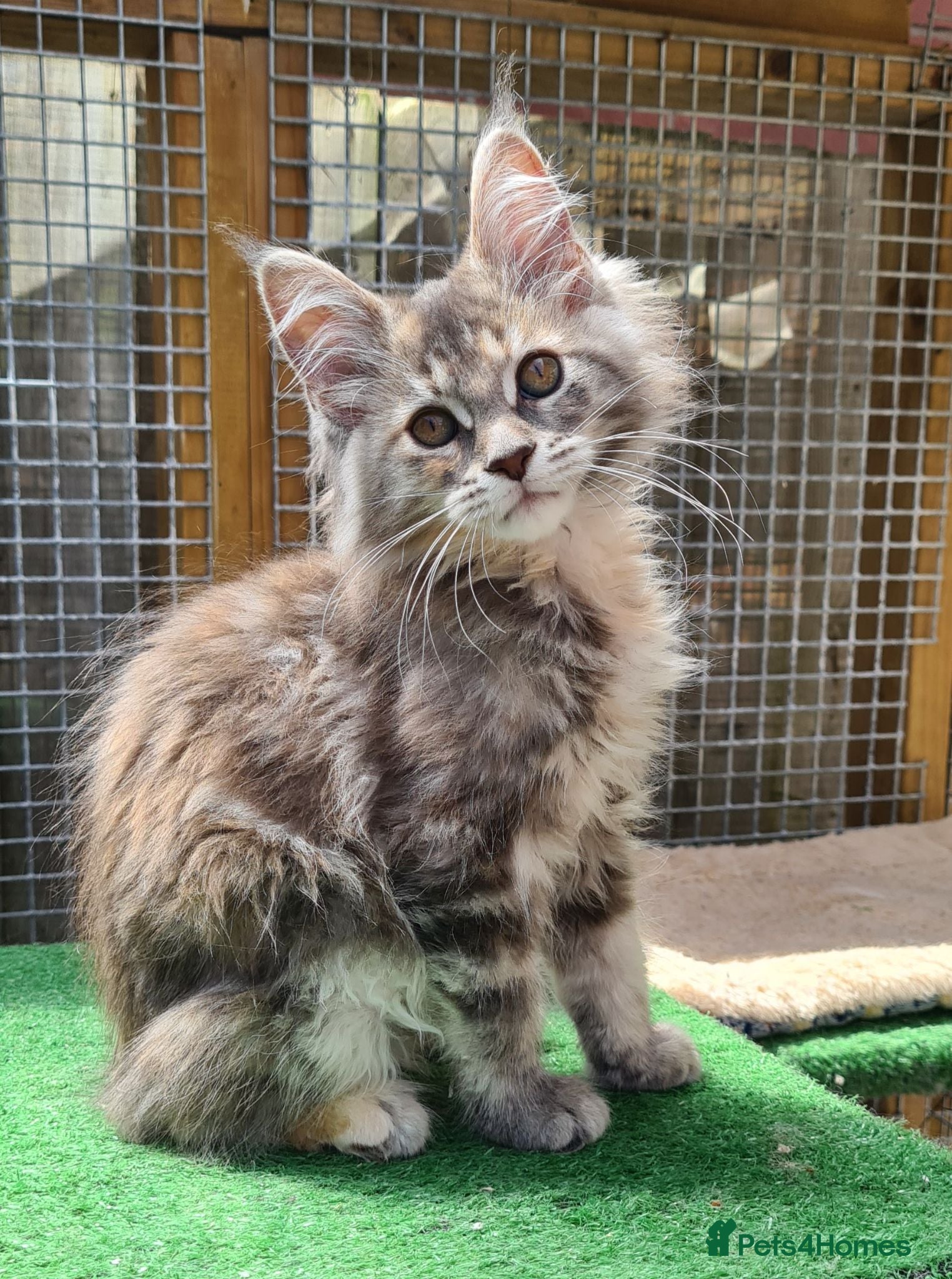 Maine Coon cats Tica registered girls - Advert 5