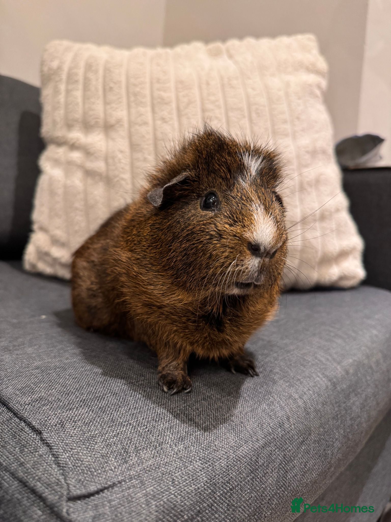 Guinea Pig rodents Brownie is looking for a new home! - Advert 1