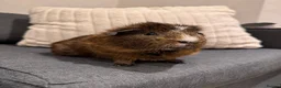Guinea Pig rodents for sale: Brownie is looking for a new home! - Advert 1