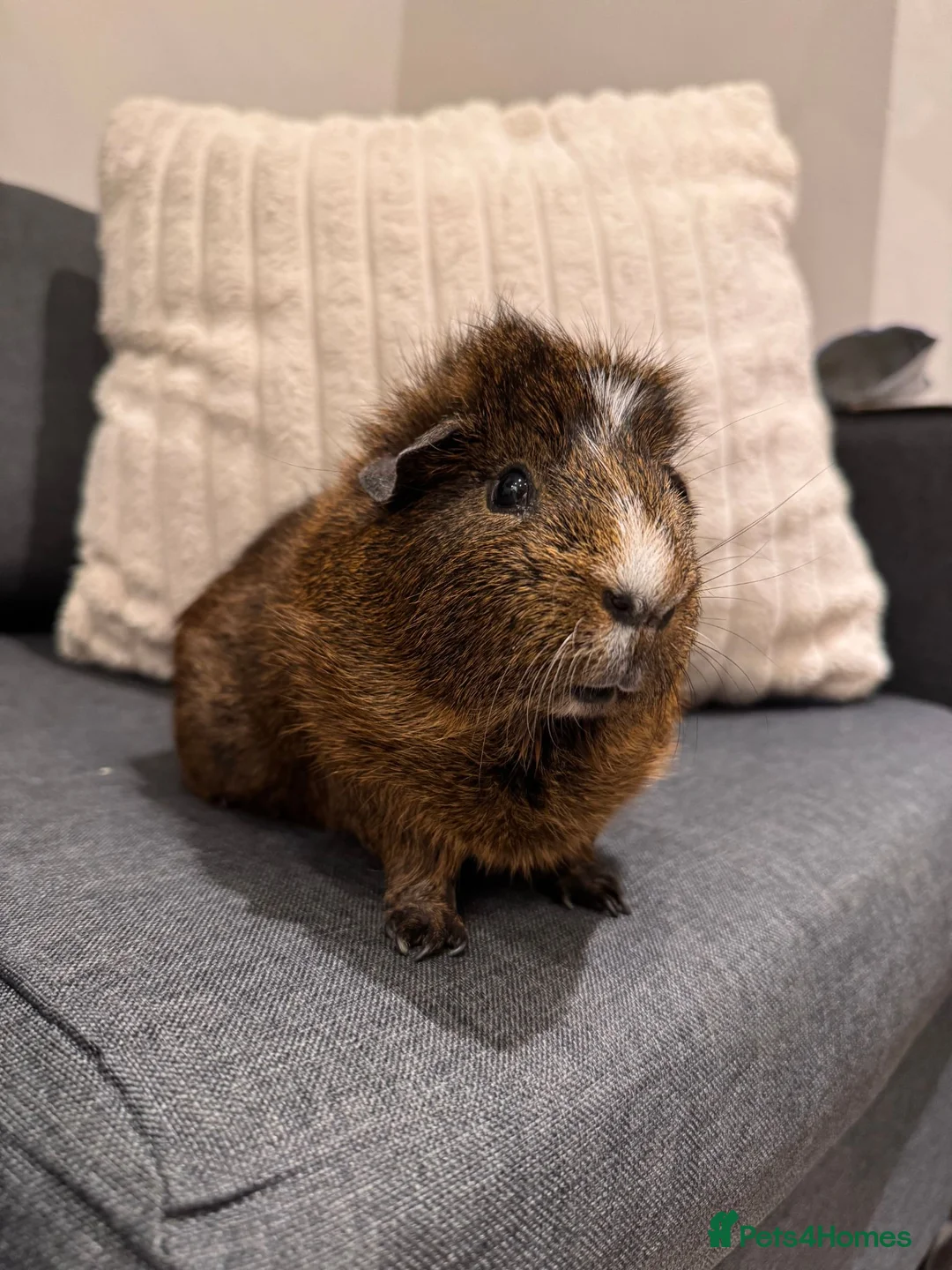 Guinea Pig rodents for sale: Brownie is looking for a new home! - Advert 1